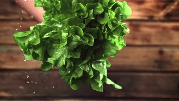 Super slow motion with lettuce leaves dropping drops of water. Filmed at 1000 fps. — Stock Video