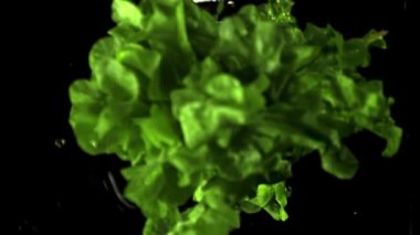 Marul demetinin süper yavaş hareketi suya su sıçratarak düşer. Çekim 1000 fps 'de..