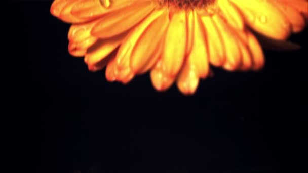 Super lenta flor gerbera amarelo movimento cairá com gotas de água. Filmado a 1000 fps. — Vídeo de Stock