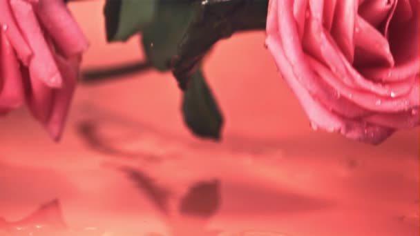 Сверхмедленные розовые цветы падают на воду с шипами. Снято на высокоскоростную камеру со скоростью 1000 кадров в секунду. — стоковое видео