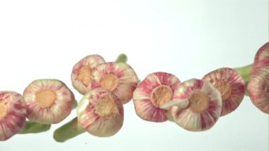 Süper yavaş çekimde sarımsak beyaz arka plana düşer. 1000 fps hızla yüksek hızlı kamerayla çekilir..