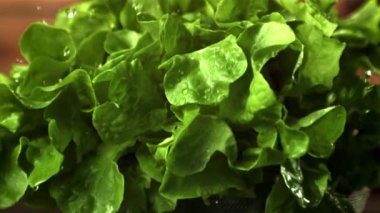 Marul yapraklarının üzerinde süper yavaş çekim. Düşen su damlaları. Çekim 1000 fps 'de..