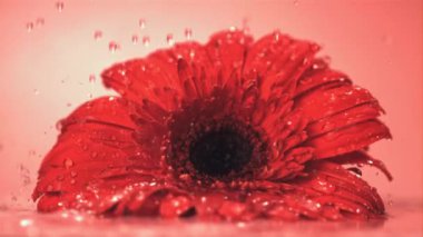 Gerbera çiçeğinin üzerinde süper yavaş çekim var. 1000 fps 'de çekiliyor.. 