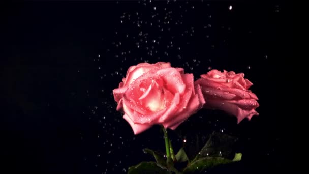 Super slow motion op de rozenbloemen laat het water vallen met spatten. Gefilmd met 1000 fps. — Stockvideo