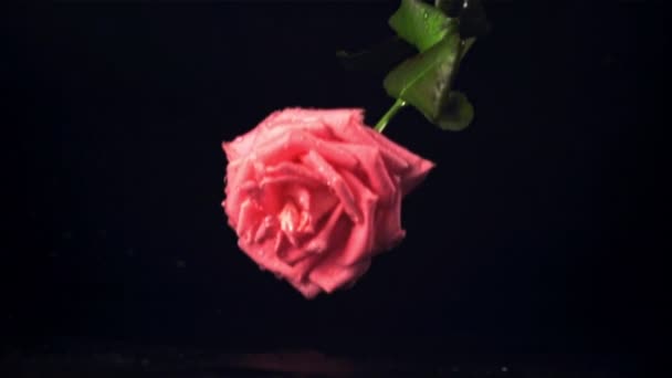 Super cámara lenta una flor rosa cae sobre la mesa. Filmado en una cámara de alta velocidad a 1000 fps. — Vídeo de stock