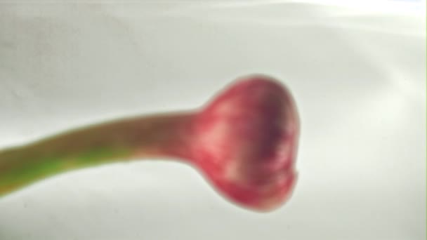 L'aglio super slow motion cade nell'ode con spruzzi su uno sfondo bianco. Girato su una telecamera ad alta velocità a 1000 fps. — Video Stock