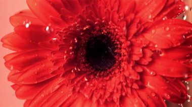 Süper yavaş su damlacıkları kırmızı Gerbera çiçeğinin üzerine düşer. Çekim 1000 fps 'de..