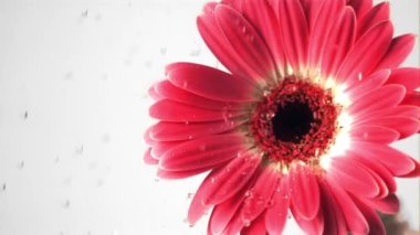 Pembe gerberalar üzerinde süper yavaş çekimde su damlaları. 1000 fps hızla yüksek hızlı bir kamerayla çekildi..