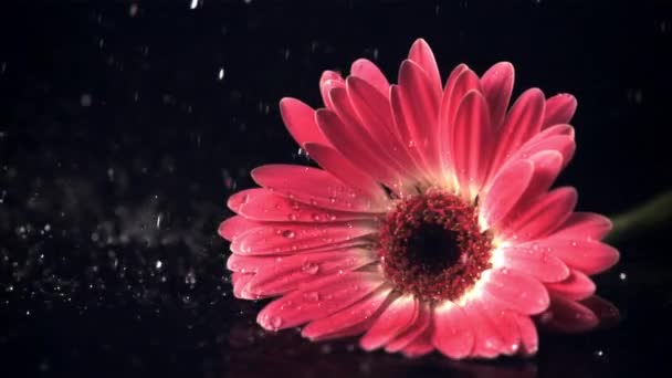 Super cámara lenta en el gerber de la flor gotas de agua. Filmado a 1000 fps. — Vídeo de stock