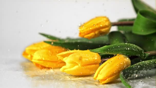 Super powolny ruch na kwiaty żółte tulipany kropla wody krople. Nagrywane na szybkiej kamerze z prędkością 1000 fps. — Wideo stockowe