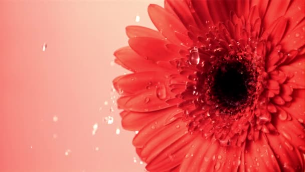 Super slow motion sul fiore gerbera cade acqua.Girato a 1000 fps. — Video Stock