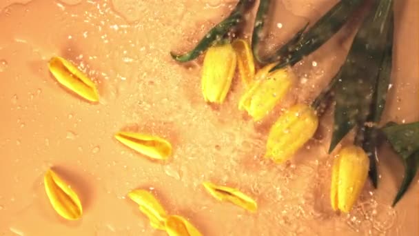 Las gotas de agua de cámara súper lenta caen sobre las flores de los tulipanes. Filmado en una cámara de alta velocidad a 1000 fps. — Vídeo de stock