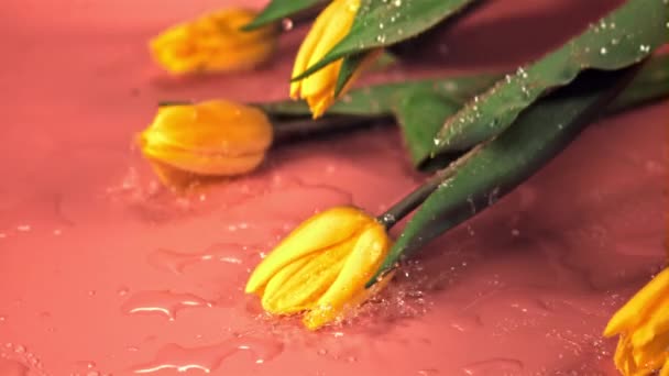 Super cámara lenta flores amarillas tulipanes están cayendo con salpicaduras de agua. Filmado a 1000 fps. — Vídeo de stock
