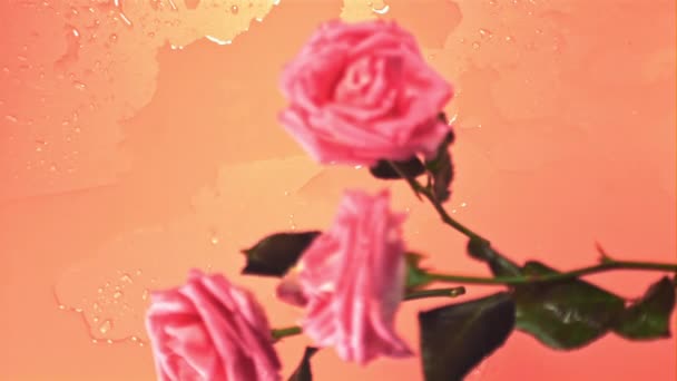 Сверхмедленные розовые цветы падают на стол со струями воды. Снято на высокоскоростную камеру со скоростью 1000 кадров в секунду. — стоковое видео