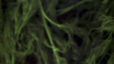 Süper yavaş çekimde taze dereotları. 1000 fps hızla yüksek hızlı bir kamerayla çekildi..