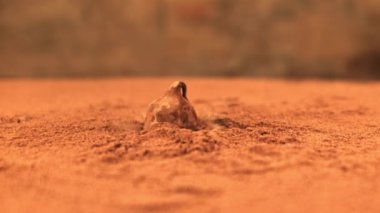 Süper yavaş çekimde bir mantar kakao tozuna düşer. 1000 fps hızla yüksek hızlı bir kamerayla çekildi..