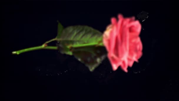 Супер медленное движение одна цветочная роза падает на стол. Снято на высокоскоростную камеру со скоростью 1000 кадров в секунду. — стоковое видео