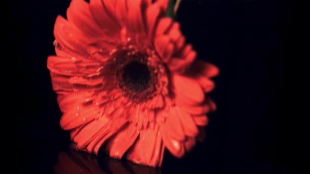 Super slow motion een rode gerbera bloem valt op de tafel. Gefilmd met 1000 fps. — Stockvideo