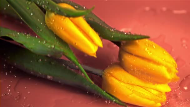 Superzeitlupe gelbe Blumen Tulpen fallen mit Spritzern Wasser. Gefilmt bei 1000 fps. — Stockvideo