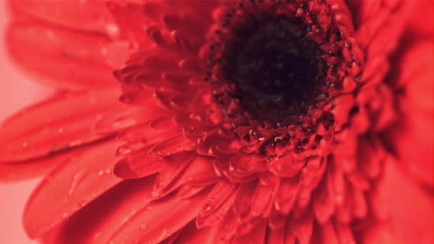 Σούπερ αργή κίνηση από το λουλούδι gerbera αποστραγγίζει σταγόνες νερού. Τραβηγμένο σε κάμερα υψηλής ταχύτητας στα 1000 fps. — Αρχείο Βίντεο