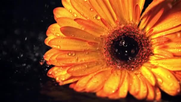 Super cámara lenta en el gerber de la flor cae agua con salpicaduras. Filmado en una cámara de alta velocidad a 1000 fps. — Vídeos de Stock