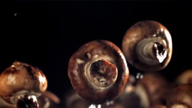 Mantarlar uçar ve düşer. 1000 fps 'de yüksek hızlı bir kamerayla çekildi. Yüksek kaliteli FullHD görüntüler