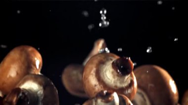 Mantarlar uçar ve düşer. 1000 fps 'de yüksek hızlı bir kamerayla çekildi. Yüksek kaliteli FullHD görüntüler