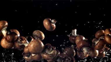 Mantarlar uçar ve düşer. 1000 fps 'de yüksek hızlı bir kamerayla çekildi. Yüksek kaliteli FullHD görüntüler