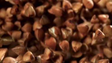 Karabuğday uçar ve düşer. 1000 fps 'de yüksek hızlı bir kamerayla çekildi. Yüksek kaliteli FullHD görüntüler