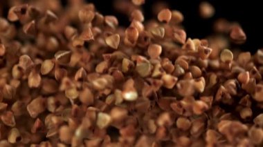 Karabuğday uçar ve düşer. 1000 fps 'de yüksek hızlı bir kamerayla çekildi. Yüksek kaliteli FullHD görüntüler