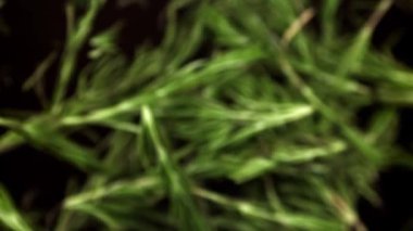 Biberiye filizlerinin süper yavaş çekimi. 1000 fps 'de yüksek hızlı bir kamerayla çekildi. Yüksek kaliteli FullHD görüntüler