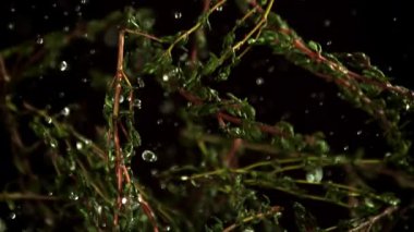 Kekik filizlerinin süper yavaş çekimi. 1000 fps 'de yüksek hızlı bir kamerayla çekildi. Yüksek kaliteli FullHD görüntüler