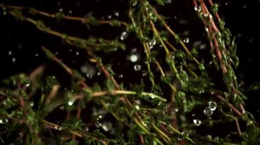 Kekik filizlerinin süper yavaş çekimi. 1000 fps 'de yüksek hızlı bir kamerayla çekildi. Yüksek kaliteli FullHD görüntüler