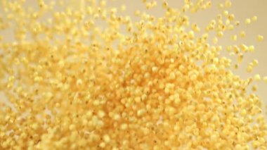 Millet homurdanıyor ve arka planda hafif bir düşüşe geçiyor. 1000 fps 'de yüksek hızlı bir kamerayla çekildi. Yüksek kaliteli FullHD görüntüler