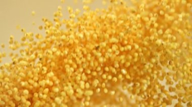 Millet homurdanıyor ve arka planda hafif bir düşüşe geçiyor. 1000 fps 'de yüksek hızlı bir kamerayla çekildi. Yüksek kaliteli FullHD görüntüler