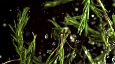 Biberiye filizlerinin süper yavaş çekimi. 1000 fps 'de yüksek hızlı bir kamerayla çekildi. Yüksek kaliteli FullHD görüntüler