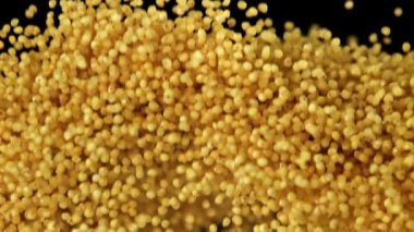 Millet inliyor, karanlık bir arka plana doğru uçuyor. 1000 fps 'de yüksek hızlı bir kamerayla çekildi. Yüksek kaliteli FullHD görüntüler