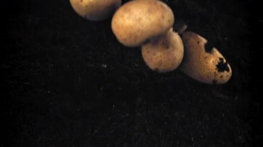 Patatesler uçar ve yere düşer. 1000 fps 'de yüksek hızlı bir kamerayla çekildi. Yüksek kaliteli FullHD görüntüler