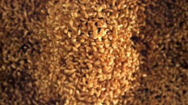 Buğday taneleri uçar ve düşer. 1000 fps 'de yüksek hızlı bir kamerayla çekildi. Yüksek kaliteli FullHD görüntüler