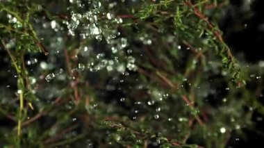 Kekik filizlerinin süper yavaş çekimi. 1000 fps 'de yüksek hızlı bir kamerayla çekildi. Yüksek kaliteli FullHD görüntüler