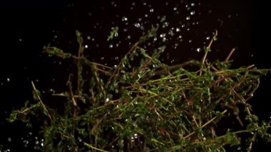 Kekik filizlerinin süper yavaş çekimi. 1000 fps 'de yüksek hızlı bir kamerayla çekildi. Yüksek kaliteli FullHD görüntüler