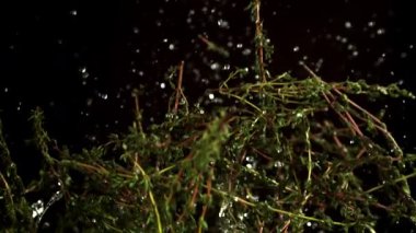 Kekik filizlerinin süper yavaş çekimi. 1000 fps 'de yüksek hızlı bir kamerayla çekildi. Yüksek kaliteli FullHD görüntüler