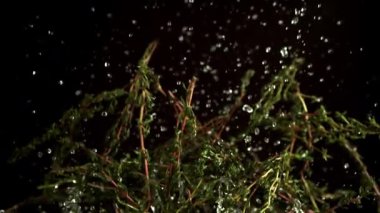 Kekik filizlerinin süper yavaş çekimi. 1000 fps 'de yüksek hızlı bir kamerayla çekildi. Yüksek kaliteli FullHD görüntüler