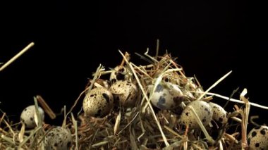 Bıldırcın yumurtaları samanla uçar. 1000 fps 'de yüksek hızlı bir kamerayla çekildi. Yüksek kaliteli FullHD görüntüler