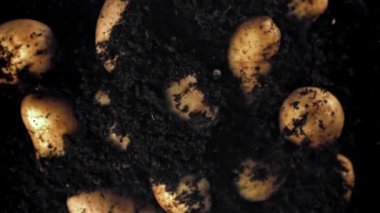 Patatesler uçar ve yere düşer. 1000 fps 'de yüksek hızlı bir kamerayla çekildi. Yüksek kaliteli FullHD görüntüler