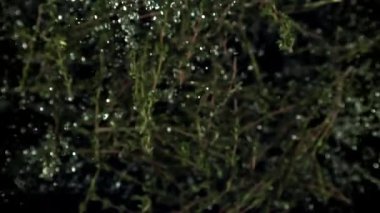 Kekik filizlerinin süper yavaş çekimi. 1000 fps 'de yüksek hızlı bir kamerayla çekildi. Yüksek kaliteli FullHD görüntüler