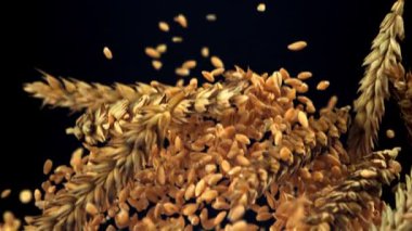 Dikenli buğday taneleri uçar ve düşer. 1000 fps 'de yüksek hızlı bir kamerayla çekildi. Yüksek kaliteli FullHD görüntüler
