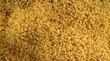 Millet inliyor, karanlık bir arka plana doğru uçuyor. 1000 fps 'de yüksek hızlı bir kamerayla çekildi. Yüksek kaliteli FullHD görüntüler