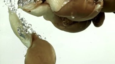 Beyaz arka plana istiridye mantarları düşüyor. 1000 fps 'de yüksek hızlı bir kamerayla çekildi. Yüksek kaliteli FullHD görüntüler