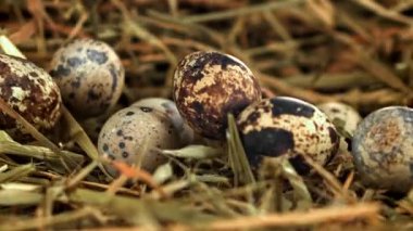 Bıldırcın yumurtaları samanlığa düşer. 1000 fps 'de yüksek hızlı bir kamerayla çekildi. Yüksek kaliteli FullHD görüntüler